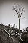 Landscapes – Images in Black and White