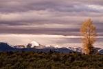 Cottonwood and Mt Leidy